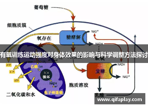 有氧训练运动强度对身体效果的影响与科学调整方法探讨